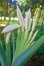 Close up flower of Elephant ear Royalty Free Stock Photo