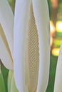 Close up flower of Elephant ear Royalty Free Stock Photo