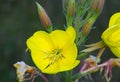 Close-up of the flower of Evening primrose Royalty Free Stock Photo