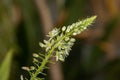 Close up of a flower of a false sea onion, albuca bracteata schwangere Zwiebel Royalty Free Stock Photo