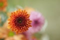 Close up of a flower. Floral pattern background of an orange gerber daisy flower. Blur floral spring backgrounds. Top view. Royalty Free Stock Photo