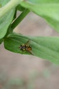 Close-up flower fly hoverfly of the genus Didea resting on a green leaf Royalty Free Stock Photo