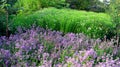 Close-up flower garden with various perennials and purple flowers Royalty Free Stock Photo