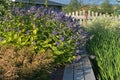 Close-up flower garden with various perennials and purple flowers Royalty Free Stock Photo