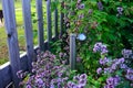 Close-up flower garden with various perennials and purple flowers Royalty Free Stock Photo