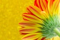 Close up flower gerbera on yellow bokeh background Royalty Free Stock Photo