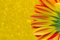 Close up flower gerbera on yellow bokeh background Royalty Free Stock Photo