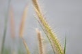 Grass flower in soft focus and blurred with vintage style for background Royalty Free Stock Photo