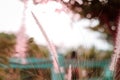 Close up flower grass impact sunlight on sunset - Pink tone color. use for natural background Royalty Free Stock Photo