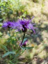 Close up of flower on a green meadow with blurred background Royalty Free Stock Photo