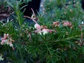Grevillea rosmarinifolia `Jenkinsii` Royalty Free Stock Photo