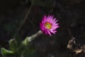 Close up of a flower head of the Pink Everlasting flower