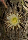 Close up of the flower head of a Queen of the Night cactus. It only blooms for one night, Selenicereus grandiflorus Royalty Free Stock Photo