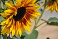 close-up of a flower head of a sunflower beautiful flower