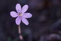 Close- up of flower .Hepatica nobilis in the wood