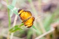 A close up of a flower with a butterfly Royalty Free Stock Photo