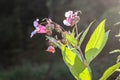 Close up flower of Impatiens glandulifera / Himalayan Balsam in flower in Serbia Kosovo