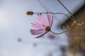 Close-up of a flower kosmeya lilac color on a blurred background. the beauty of a flowering plant