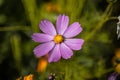 Close-up of a flower kosmeya lilac color on a blurred background. the beauty of a flowering plant