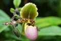 Close up of the flower of lady slipper Royalty Free Stock Photo