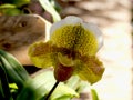 A close up of the flower of lady slipper Cypripedium guttatum among grass. Royalty Free Stock Photo