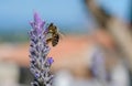 Close up of flower of Lavandula, true or English lavender