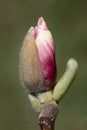 Close up of the flower of an magnolia blossom. The bud is just opening. Part of the bud is still protected. The background is Royalty Free Stock Photo