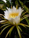 Close-up of the flower of the mandacaru cactus (Cereus jamacaru). Native of Brazil