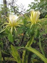 Close-up of the flower of the mandacaru cactus (Cereus jamacaru). Native of Brazil.