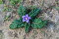Close up of flower of Mandrake Mandragora autumnalis Royalty Free Stock Photo