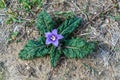 Close up of flower of Mandrake Mandragora autumnalis