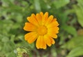 Flower of marigold 8