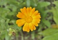 Flower of marigold 2