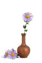 Close-up of flower of Michaelmas daisies in the clay pitcher isolated on white