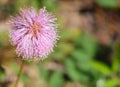 Close up of a flower of Mimosa strigillosa