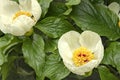 A close-up of The Flower of The Mlokosewicz Peony. Paeoniaceae. Paeonia mlokosewitschii Lomak