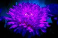 flower in neon light with a black vignette, dark mood creative still life in trendy neon colors