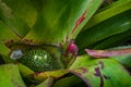 Close-up of flower of Neoregelia full bloom grown in a botanic garden