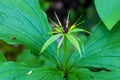 The close-up of the flower of Paris quadrifolia, the herb-paris