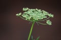 Close up of flower parsley seeds isolated