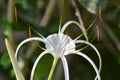 Close Up Flower Part Structure Of White Beach Spider Lily Or Hymenocallis Littoralis Flower Royalty Free Stock Photo
