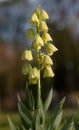 Close-up of the flower of a Persian Crown Imperial growing in the garden. The calyxes are green and yellow Royalty Free Stock Photo