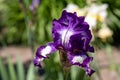 Close-up of flower petals Iris alberti Regel Royalty Free Stock Photo