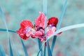 Close up of flower petals with water drops Royalty Free Stock Photo