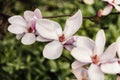 Close-up flower photography. Macro photography with flowers