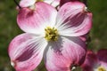 Close-up of a flower of the Pink Flowering Dogwood tree Cornus florida var. ruba Royalty Free Stock Photo