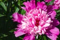 Close-up of flower Pink peonie summer garden with space for text. Beautiful peony flower for catalog