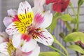 close-up of a flower of pink Peruvian lily or Alstroemeria. Royalty Free Stock Photo