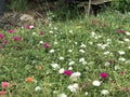 Close up Flower Portulaca oleracea garden