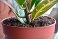 Close-up in a flower pot. Tropical plant colorful leaves. Codiaeum variegatum, croton. Soft focus. Selective focus